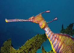 Weedy Sea Dragon, Kurnell by Doug Anderson 